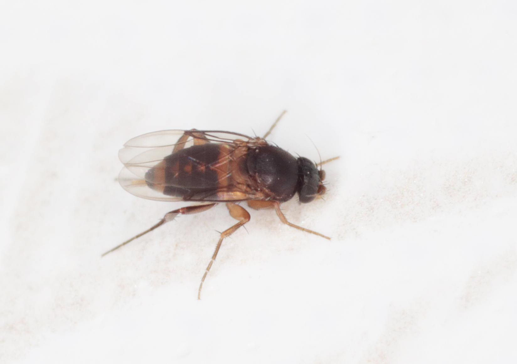 Phoridae: Dohrniphora cornuta?